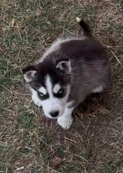 Štěňata sibiřského huskyho