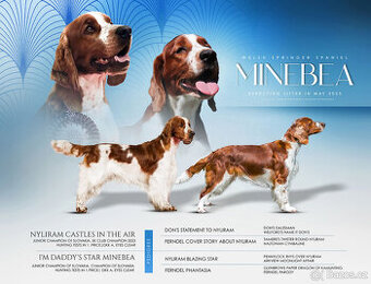 welsh springer spaniel šteniatka