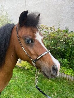 Chovná minihorse klisna