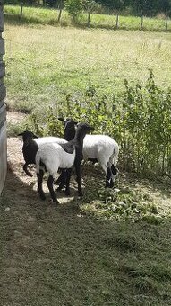 Prodám jehňata (beránky) ovce kamerunské