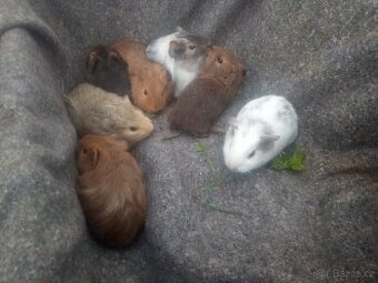 Mláďata morčat hladkosrstá,