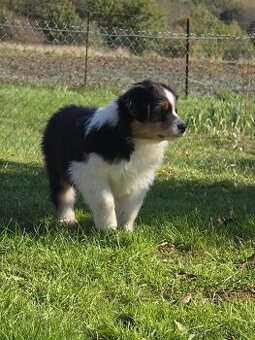 Australský ovčák -štěňátko Black Tri s krátkým ocáskem z FCI