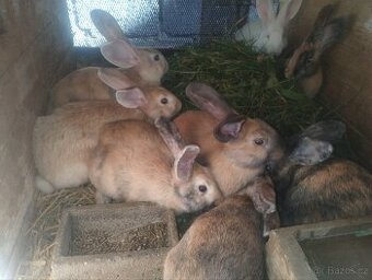 Králíci do chovu / na maso Hylla x Massyla
