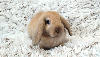 Zakrslý beránek, králíček, králík - JUSTIN