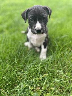 Stafordšírský bulteriér