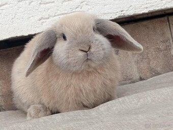 Volný Sameček - Anglický Zakrslý Beránek MiniLop🍑🧡🤍
