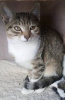 Daruji 2 kočky a kocourka