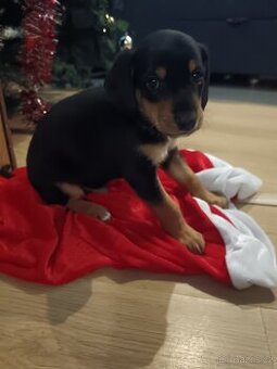 Jezevčík x čivava