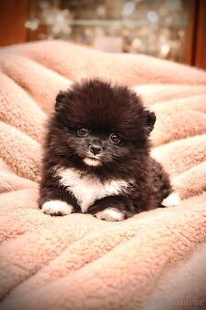CIVAVA/POMERANIAN
