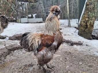 Hedvábnička velká