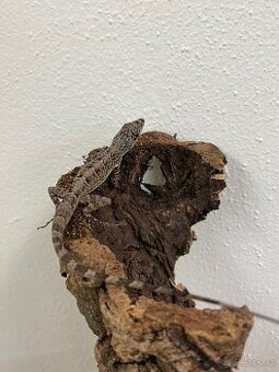 Anolis roquet le diamant