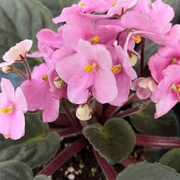 Prodám rostlinu: Africká fialka (Saintpaulia)