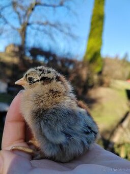 Kuřátka - česká zlatá kropenka