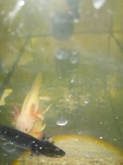 Axolotl