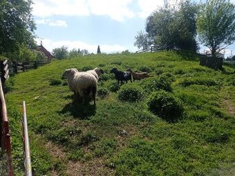 Ovce suffolk prodám