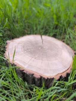 Dekorační dubový koláč 28/5cm