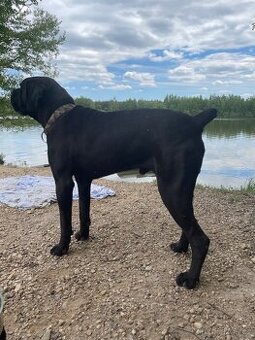 Cane Corso