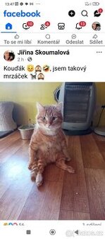 Pomocník v útulku