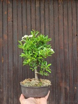 Bonsai,Bonsaj -Hlohyne 1