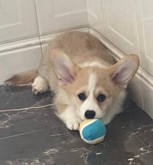 Welsh corgi pembroke
