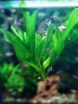 Echinodorus Frank Stoffer