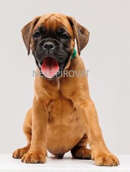 Německý boxer štěně s PP - Moravia Dog Club