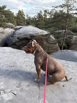 American Bully pocket