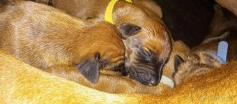 Rhodéský ridgeback