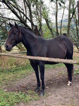 Quarter horse chovná kobyla