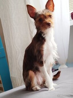 Daruji kastrovanou fenku Jorkšír x Čivava