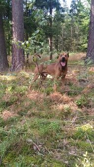 Hledám nového majitele