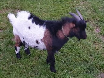 Holandská zakrsla koza
