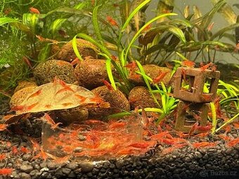 Krevetky červené Red Cherry