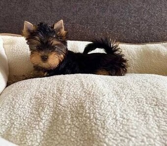 Jorkširsky teriér yorkširsky teriér - 1