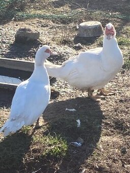 Kachna pizmova kacer s kachnou