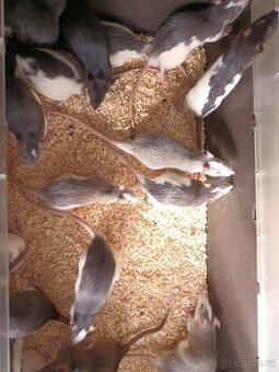 Potkani k odběru - různé velikosti