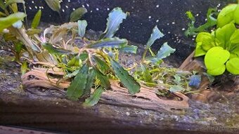 4 ks BUCEPHALANDRY PRODÁM