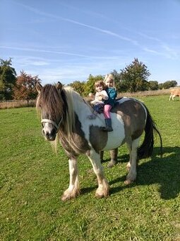 Prodám dvě kobylky