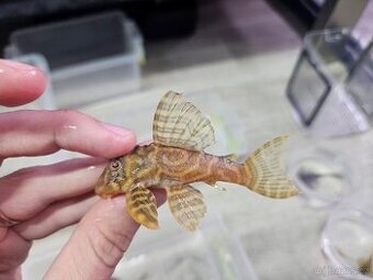 L 333 Gold line Albino