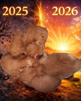 Koťátka Mainské mývalí