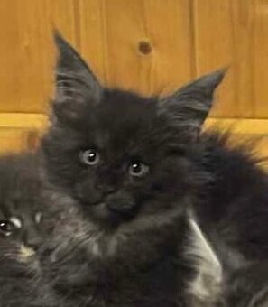 Mainská mývalí bez PP- rezervace 