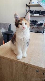 Mainská mývalí s PP