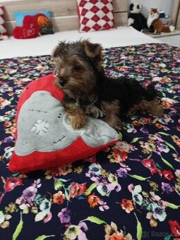 Prodám fenku yorksire