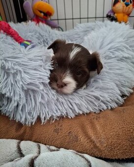 Jorkšírský teriér - biro, biewer - 1