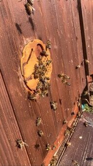 Vyzimovaná včelstva