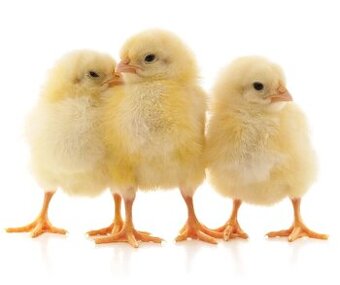 Brojlerová kuřata - ROSS 308