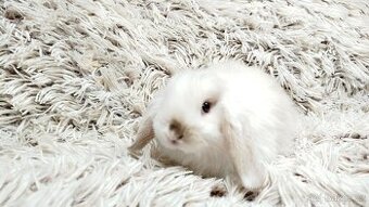 Zakrslý beránek, králíček, králík - LEXA