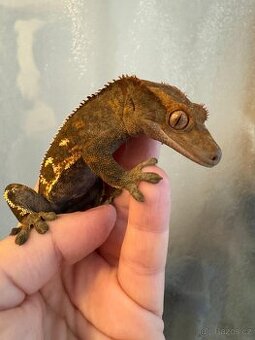 Pagekon řasnatý samec