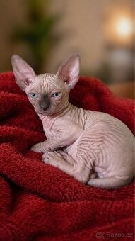 Sphynx kočička bez pp