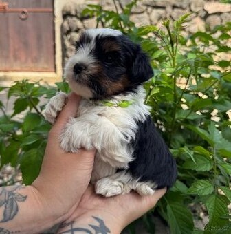 Štěňátka Yorkshire Terrier s PP